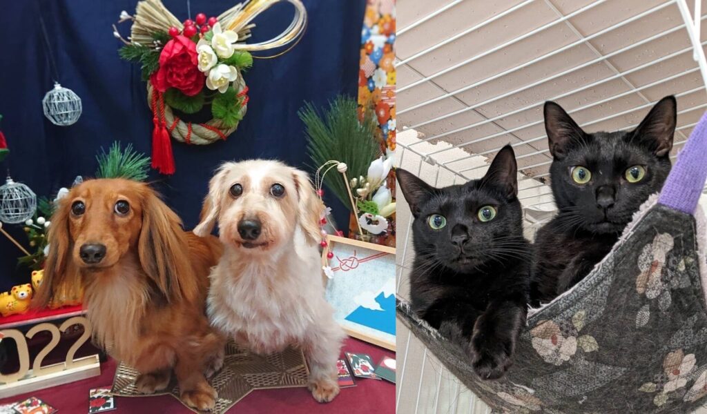我が家の犬猫たちです。
